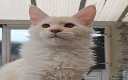 Maine Coon cats for sale: TICA REGISTERED PEDIGREE MAINE COON KITTEN'S - Image 5