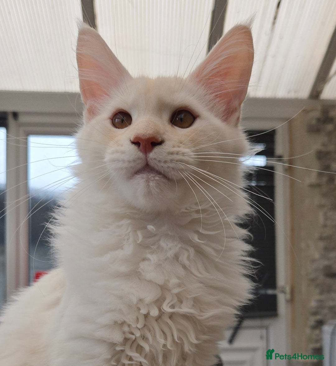 Maine Coon cats for sale: TICA REGISTERED PEDIGREE MAINE COON KITTEN'S - Image 5