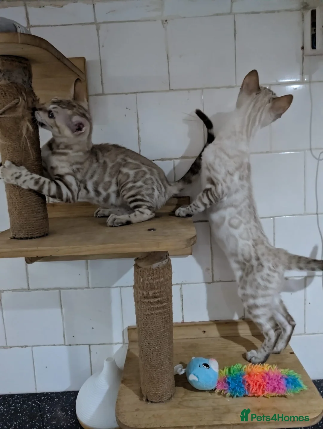 Bengal cats for sale: 🔥✨Pedigree TICA-Registered Bengals - Advert 7