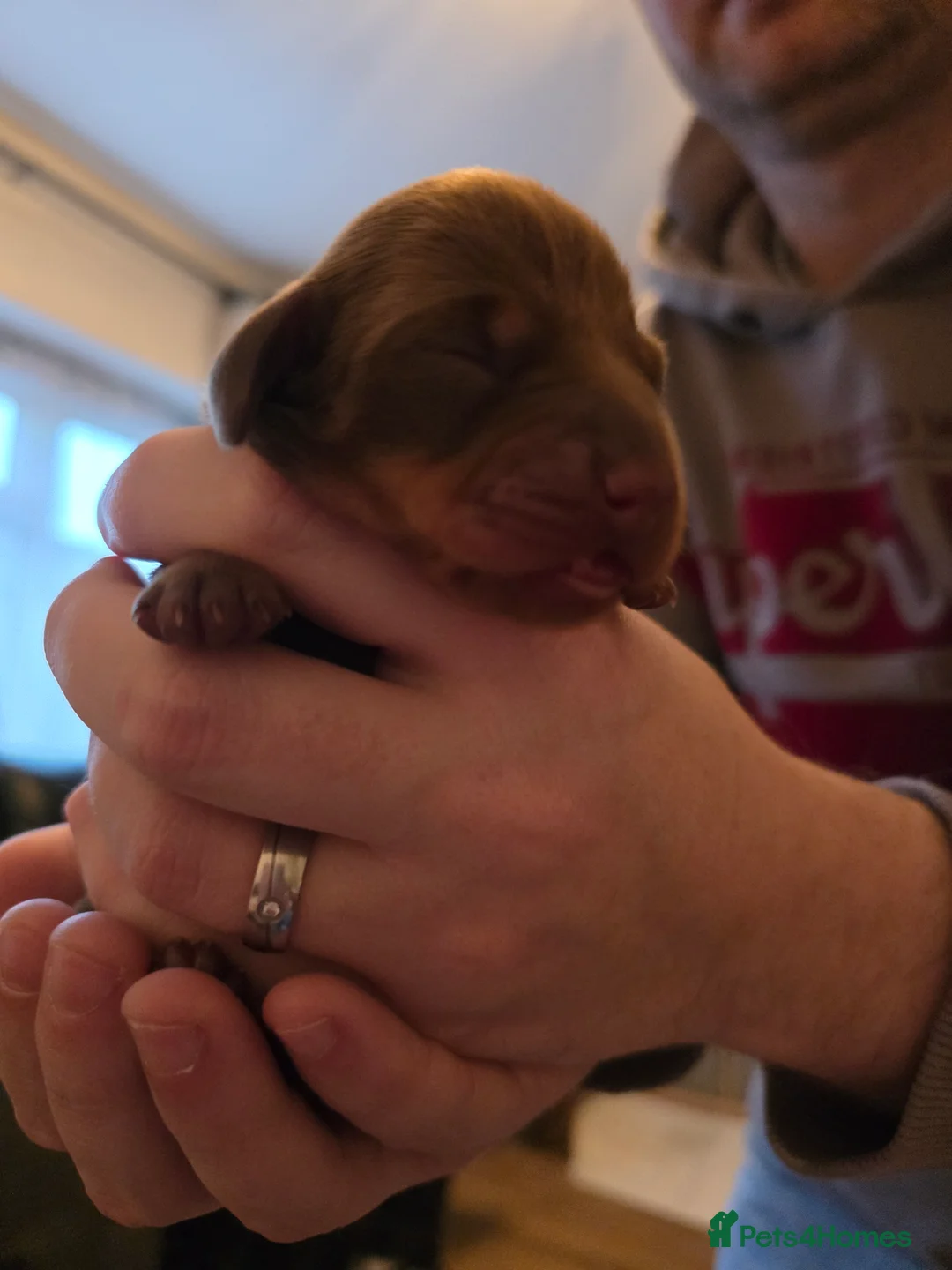 Miniature Dachshund dogs for sale: Miniture dachshund  - Advert 1