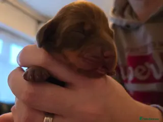 Miniature Dachshund dogs Miniture dachshund - Advert 2