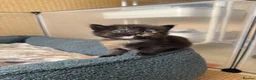 Mixed Breed cats for sale: Stunning kittens from a Maine Coon cross mum - Advert 24