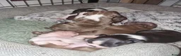 Boston Terrier dogs for sale: Stunning Boston Terrier Puppies - Advert 3
