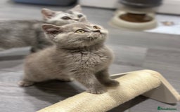British Shorthair cats for sale: 🌈Choc Lilac Fawn Tortie Full Pedigree Brit BSH😍 - Image 36