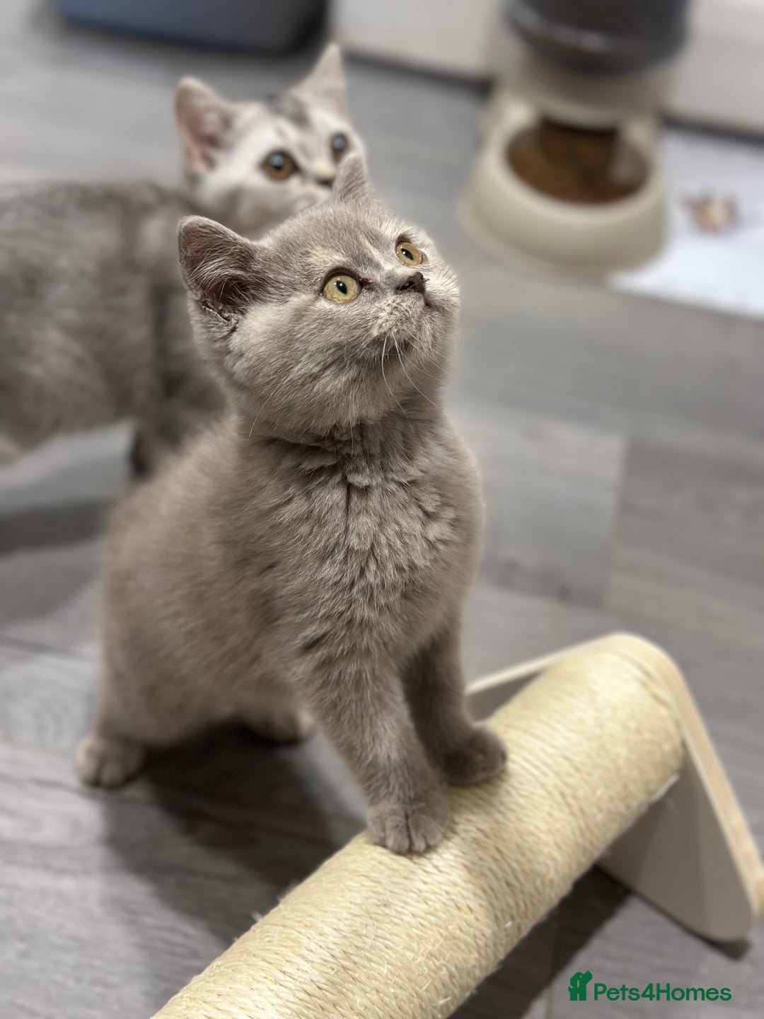 British Shorthair cats for sale: 🌈Choc Lilac Fawn Tortie Full Pedigree Brit BSH😍 - Image 36