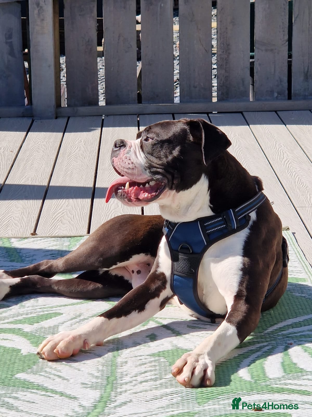 Mixed Breed dogs Loving rescue - Advert 9