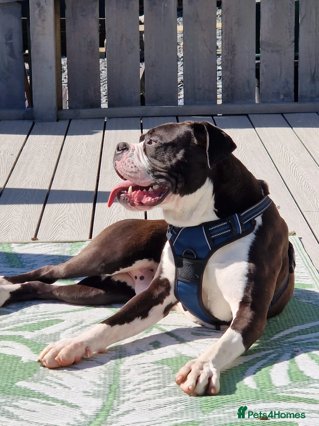 Mixed Breed dogs for sale: Loving rescue - Advert 1