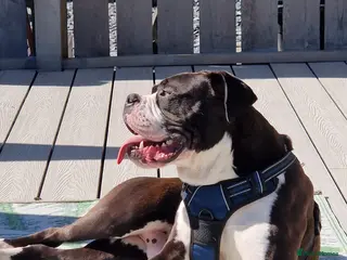 Mixed Breed dogs Loving rescue - Advert 9