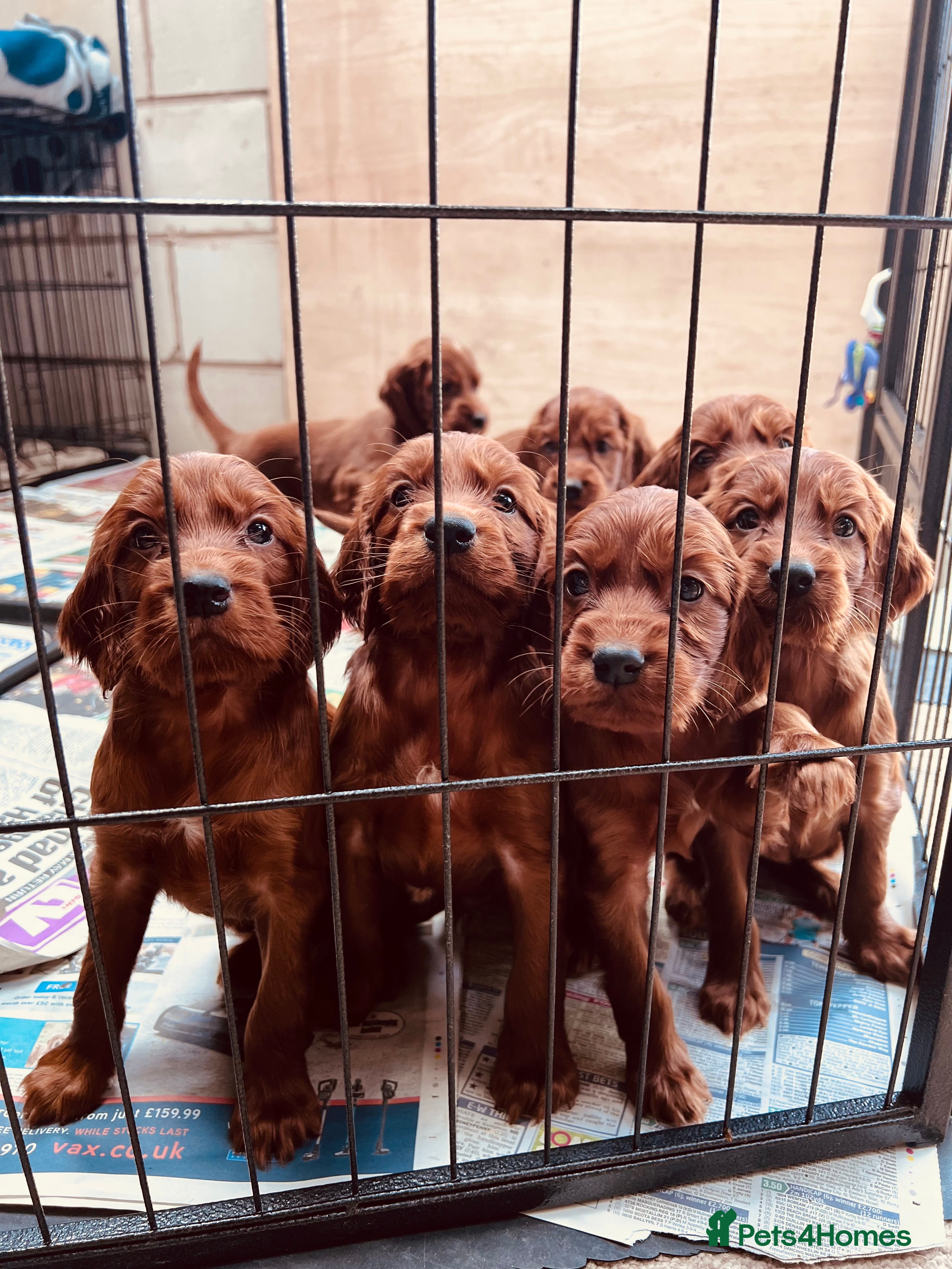 Irish Setter dogs ❤️🇮🇪Irish setter pups 🇮🇪 ❤️ - Advert 5