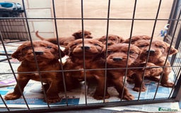 Irish Setter dogs for sale: ❤️🇮🇪Irish setter pups due 🇮🇪 ❤️ - Advert 5