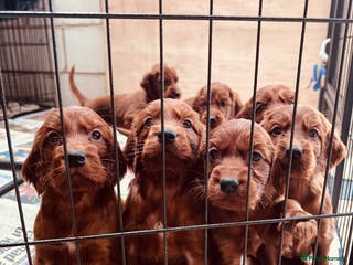 Irish Setter dogs ❤️🇮🇪Irish setter pups 🇮🇪 ❤️ - Advert 3