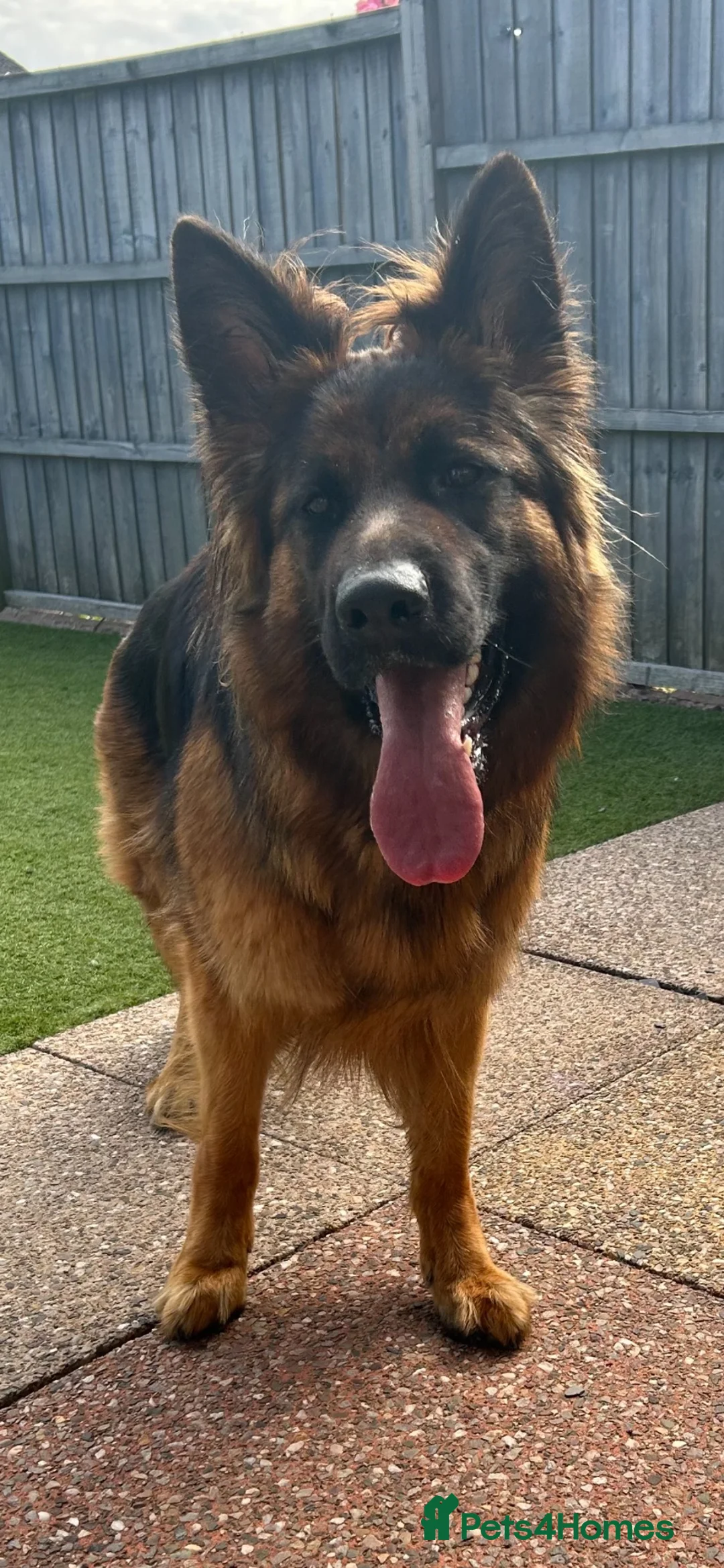 German Shepherd dogs for sale: KC Male German Shepherd  in Brierley Hill - Advert 8