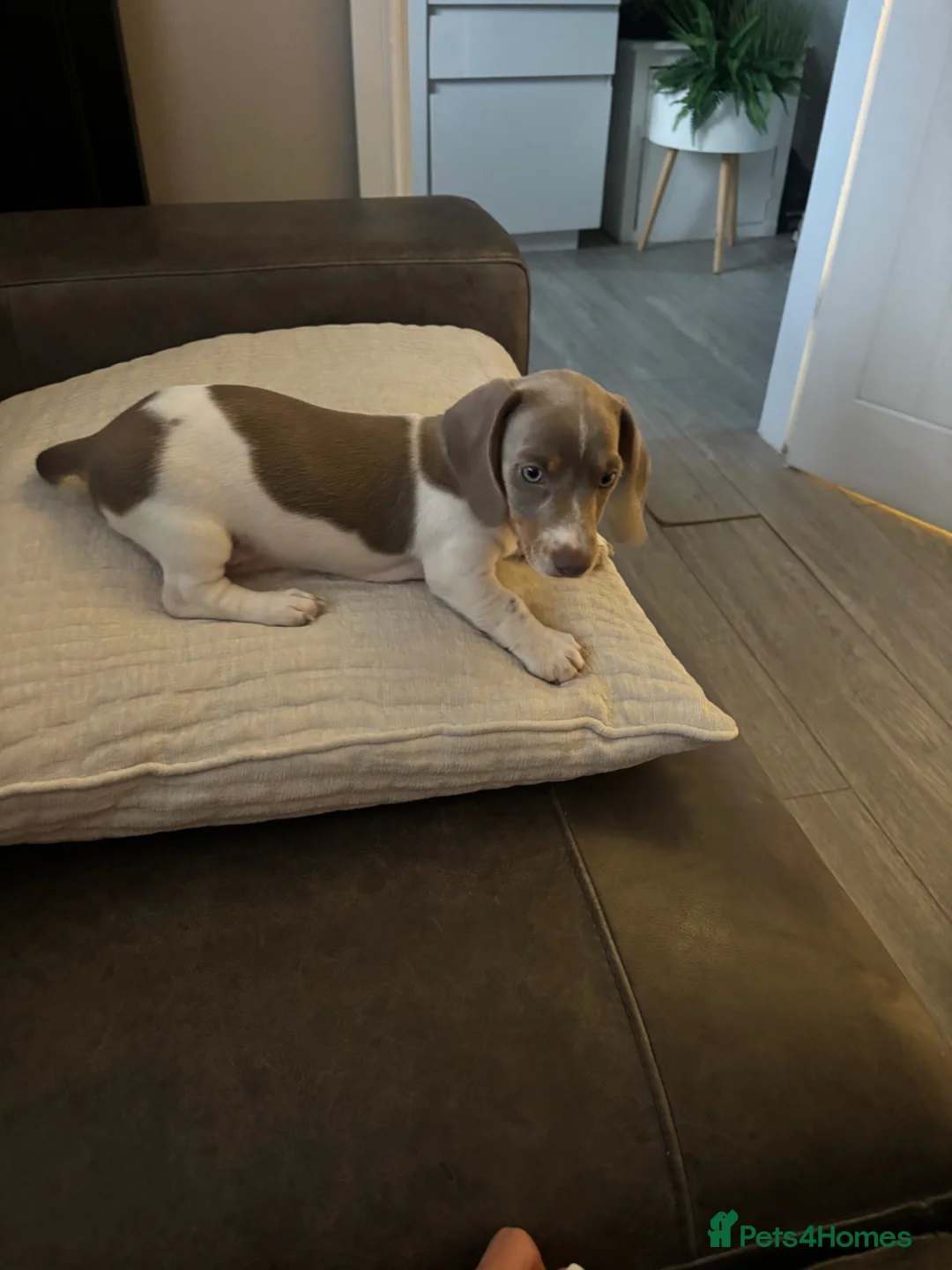 Miniature Dachshund dogs for sale: Our last male looking for his forever home - Advert 8