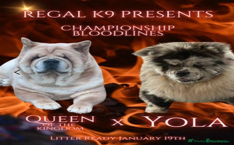 Chow Chow dogs - Advert 1
