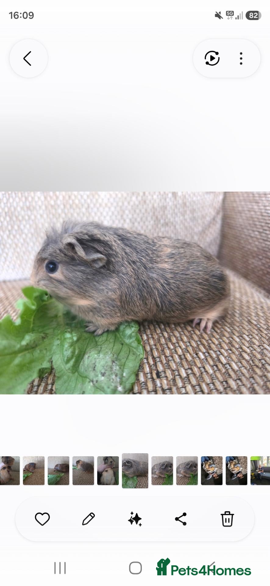 Guinea Pig rodents 2 girls rtl. - Advert 1