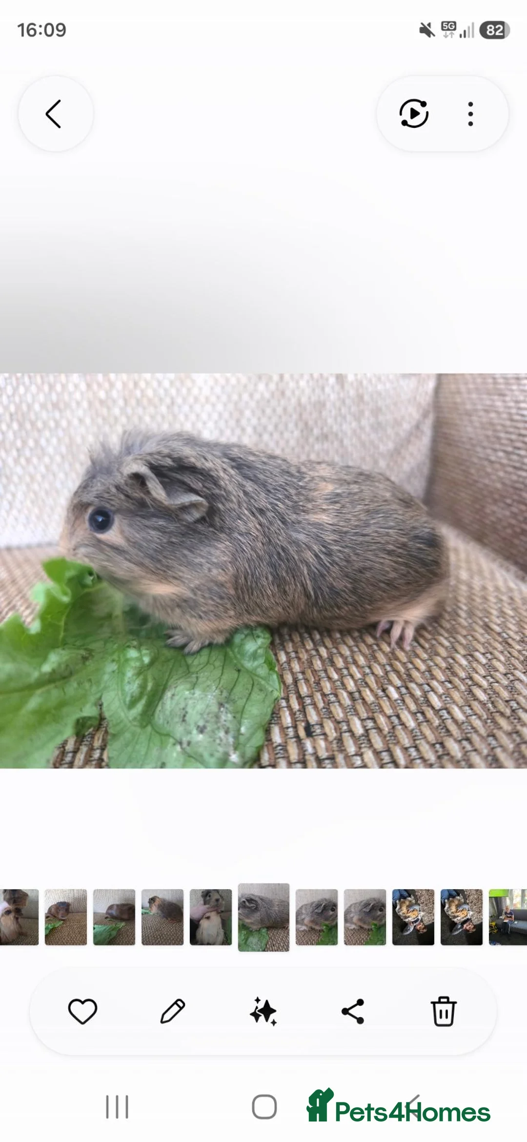 Guinea Pig rodents for sale: 2 girls rtl. - Advert 1