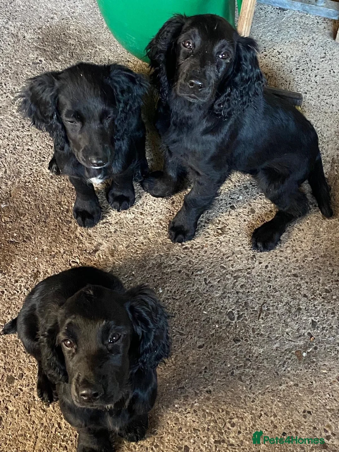 Cocker Spaniel dogs for sale: 3 cockers spaniels bitches - Advert 2