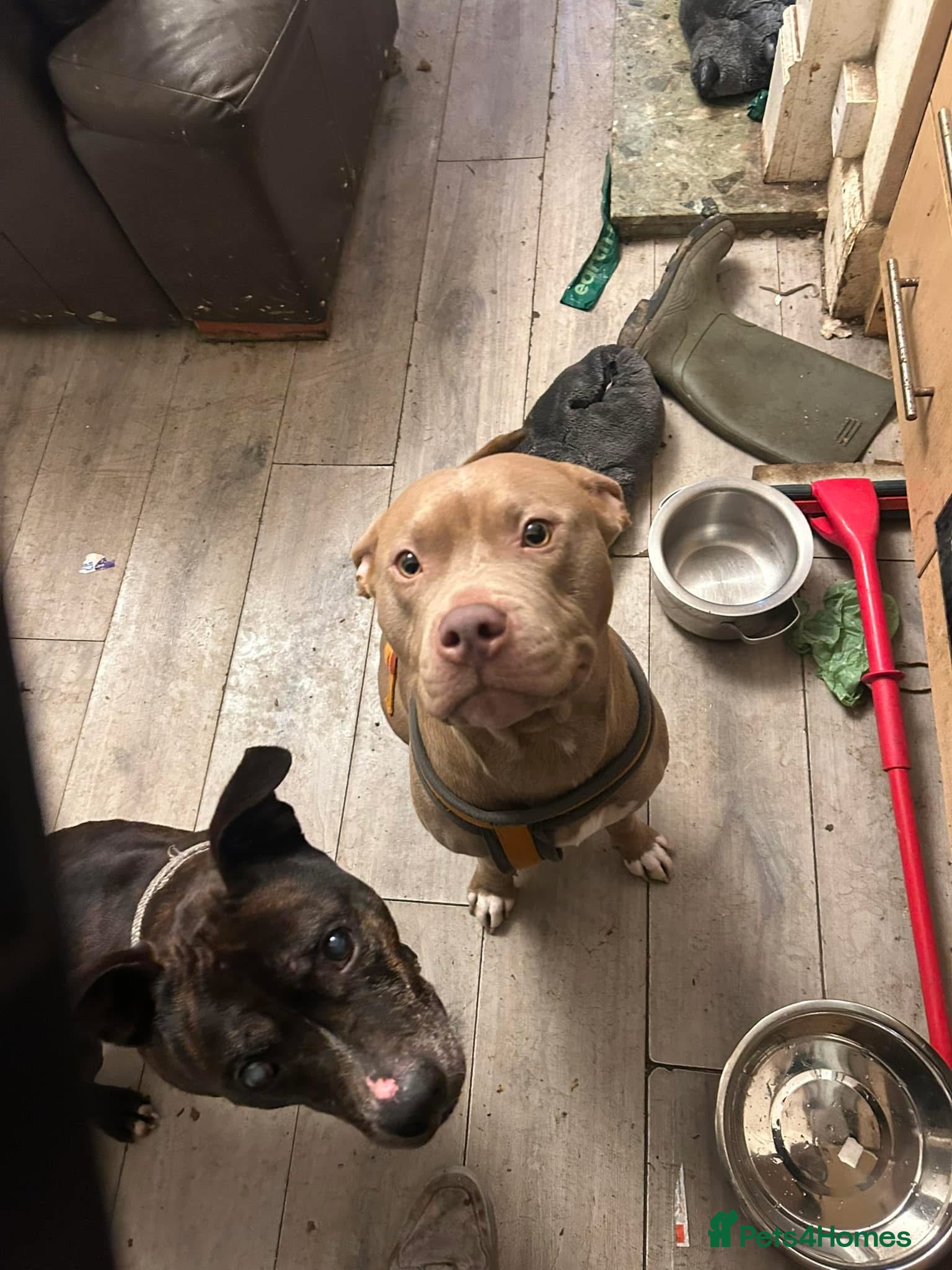 Mixed Breed dogs Mixed breed puppies for sale - Advert 1