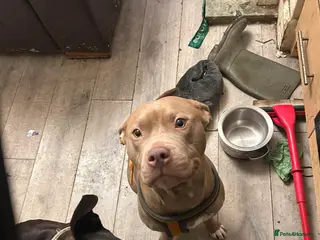 Mixed Breed dogs Mixed breed puppies for sale - Advert 1