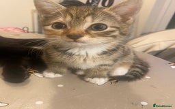 British Shorthair cats for sale: Lovely Girls 🥰 - Advert 6