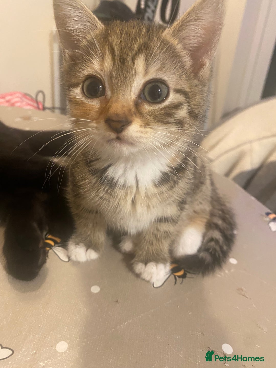 British Shorthair cats for sale: Lovely Girls 🥰 - Advert 6