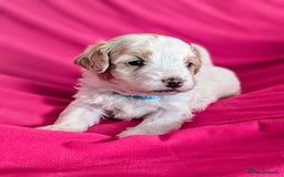 Maltipoo dogs for sale: Beautiful Toy Maltipoo Puppies - Advert 16