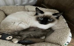 Ragdoll cats for sale: Colour point ragdoll - Image 1