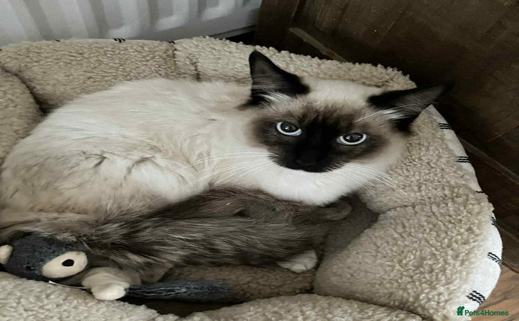 Ragdoll cats - Advert 3