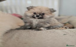 Pomeranian dogs for sale: Miniature Pomeranian Puppies For Sale  - Advert 7