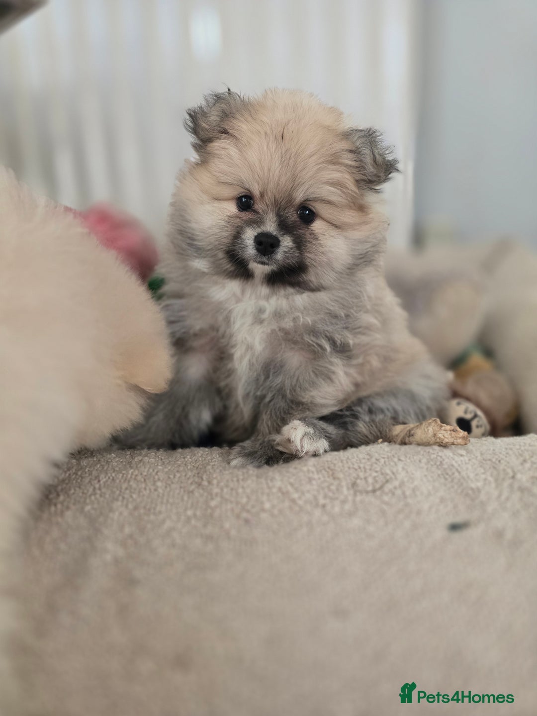 Pomeranian dogs for sale: Miniature Pomeranian Puppies For Sale  - Advert 7