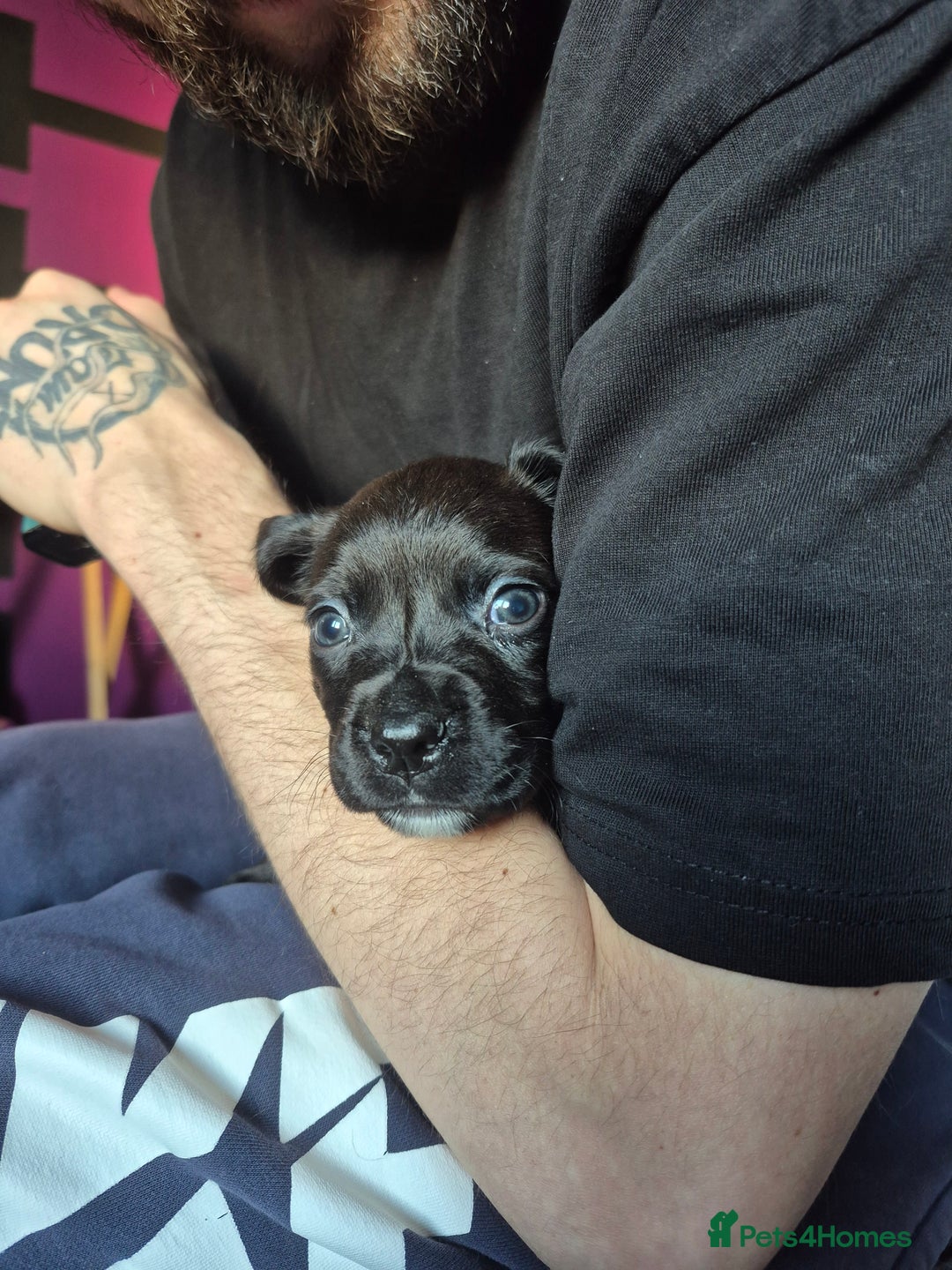 Mixed Breed dogs for sale: Bullmastiff x Springer Spaniel Puppies - Advert 20