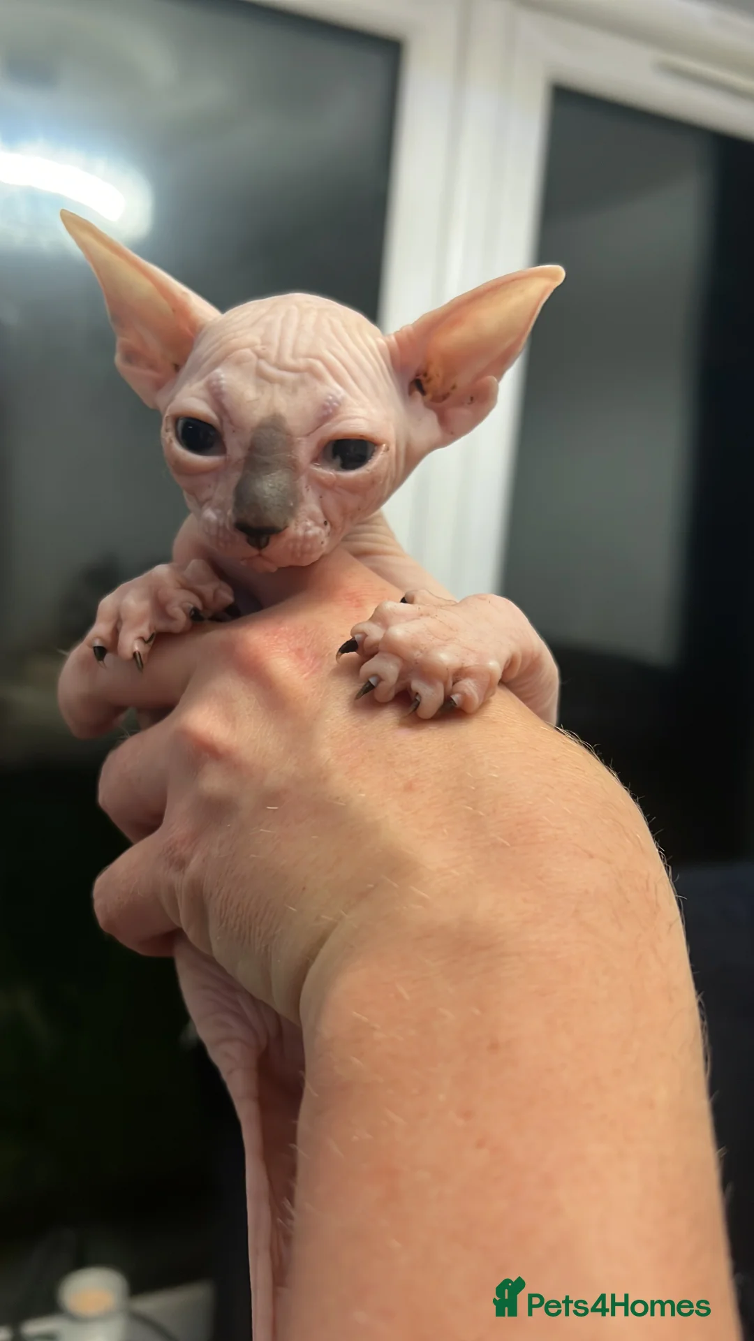 Sphynx cats for sale: One blue eye bald girl left  - Advert 4