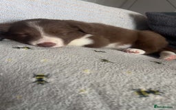 Border Collie dogs for sale: Red and white border collie/Sheepdog Pups - Image 25