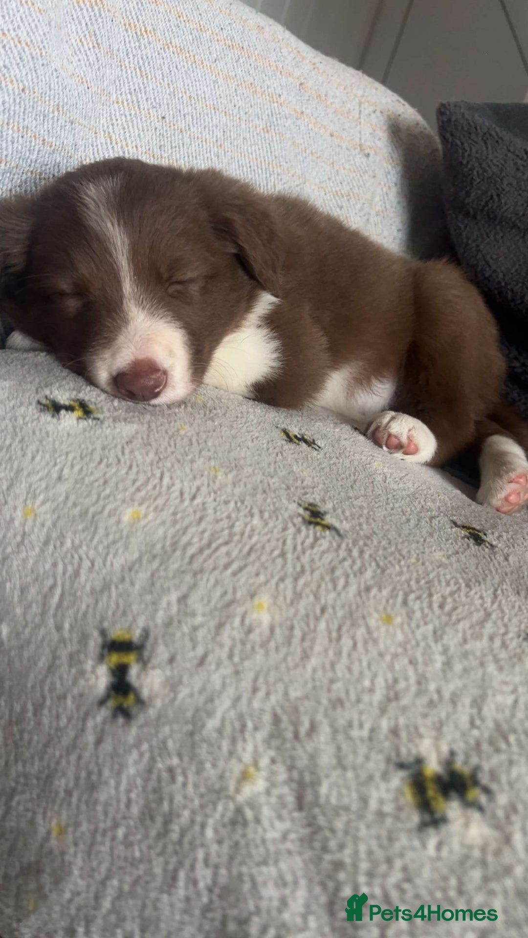 Border Collie dogs for sale: Red and white border collie/Sheepdog Pups - Image 25