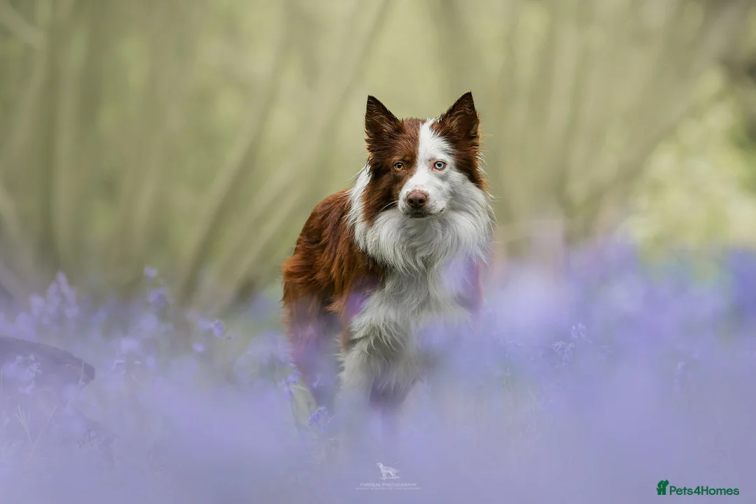 Border Collie dogs for stud: KC/ISDS DUEL REGISTERED HEALTH TESTED FOR STUD in Boston - Advert 2