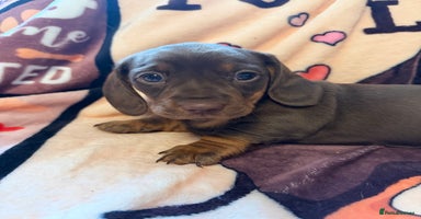 Miniature Dachshund dogs - Advert 8