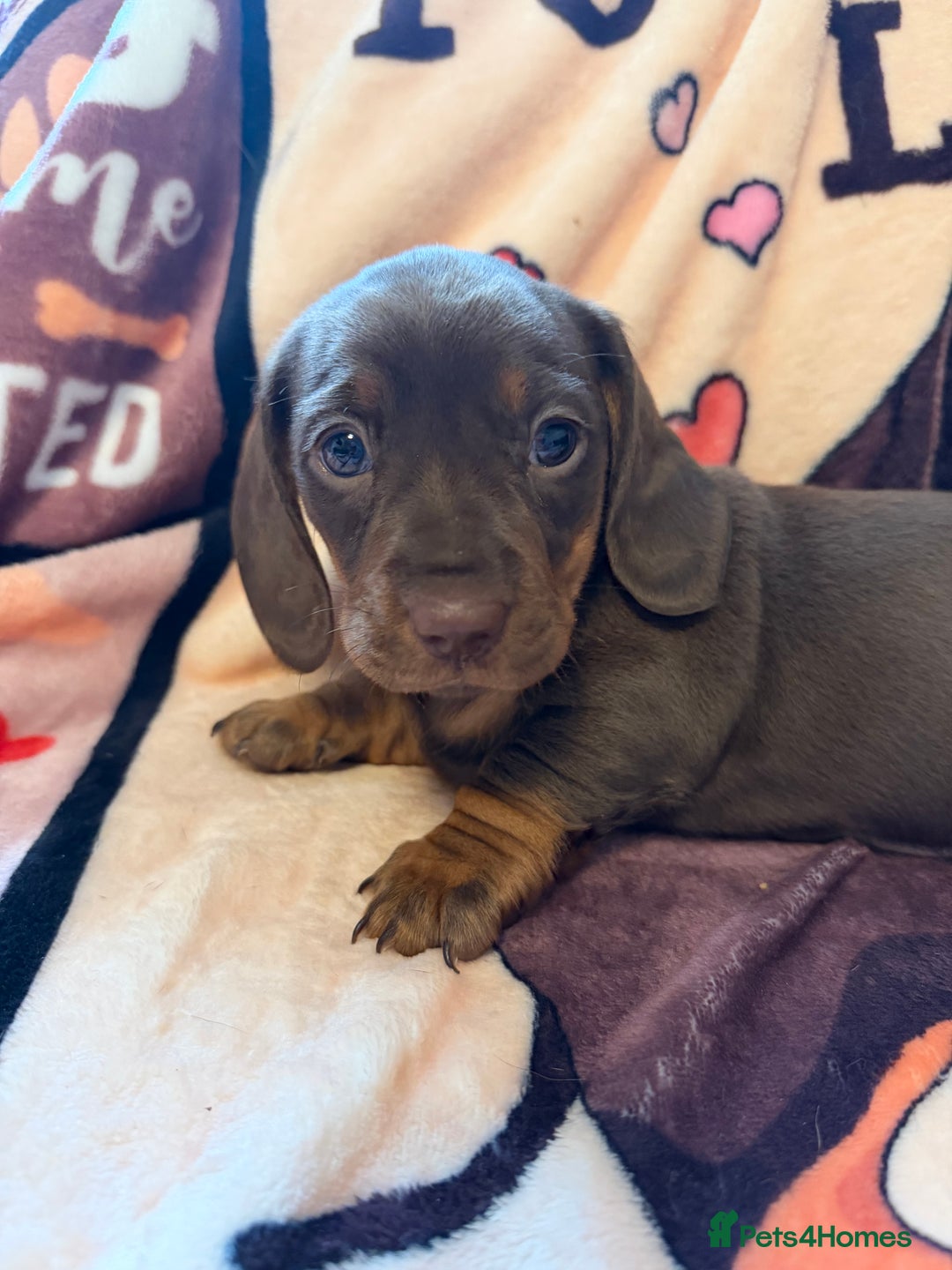 Miniature Dachshund dogs for sale: PRA Clear, KC Reg Miniature Dachshund Girl - Image 2