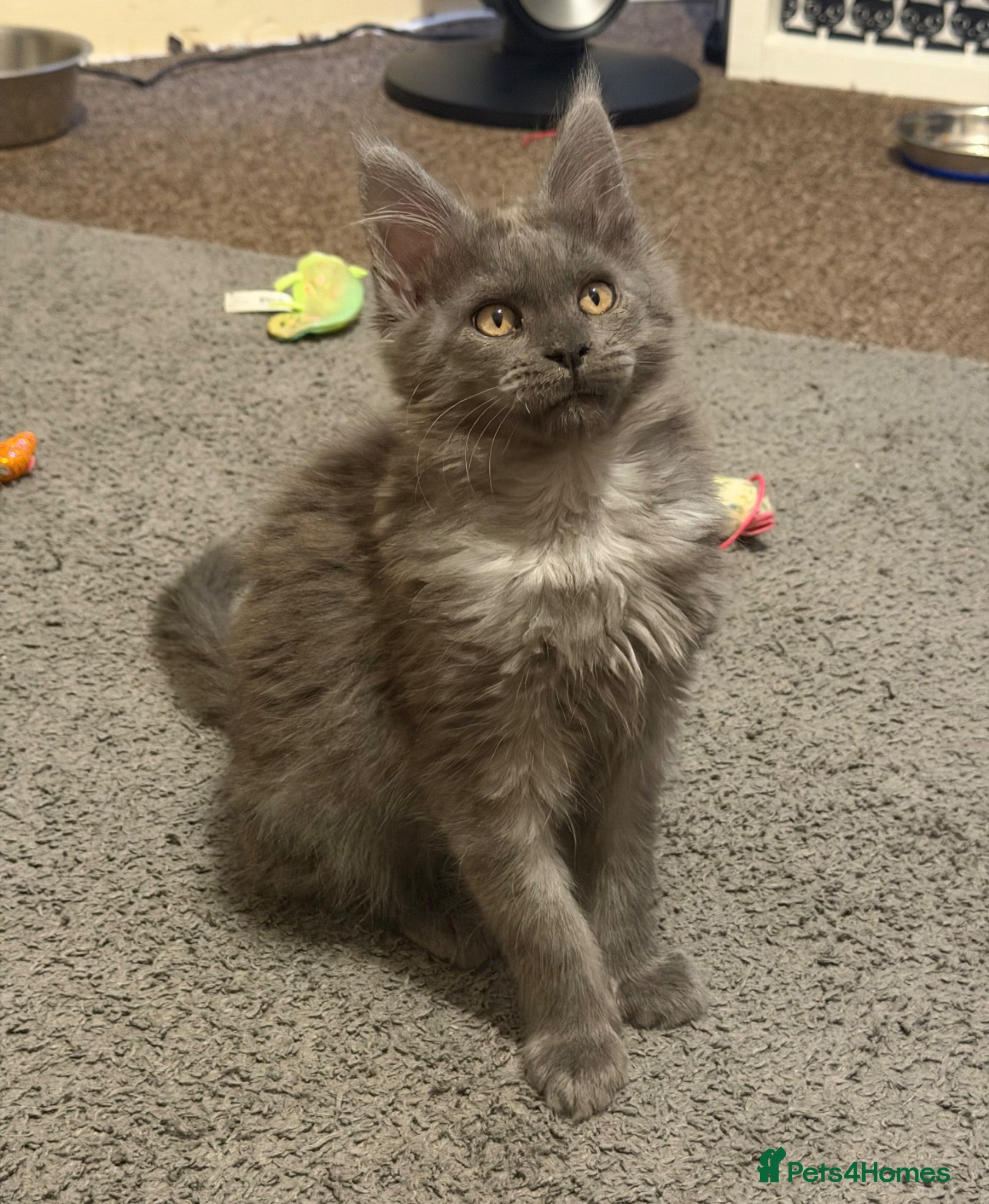 Maine Coon cats for stud: Champion Lines - Proven, Gentle - Blue Smoke - Advert 12