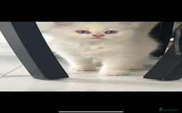 Scottish Fold cats for sale: Scottish fold straight white flame point male  - Image 5