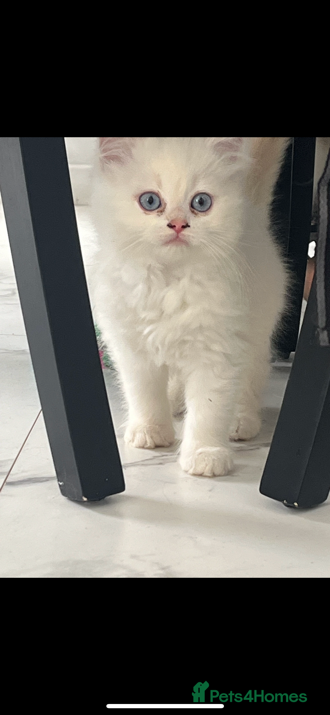 Scottish Fold cats for sale: Scottish fold straight white flame point male  - Image 5