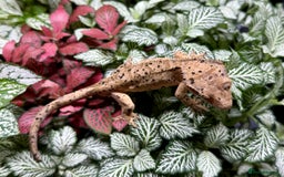 Lizard reptiles for sale: Mixture of Crested Geckos - Image 1