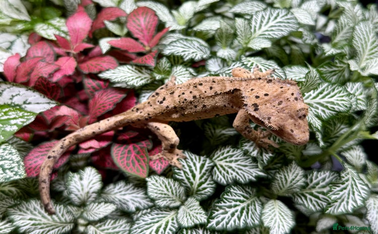 Lizard reptiles for sale - Advert 2