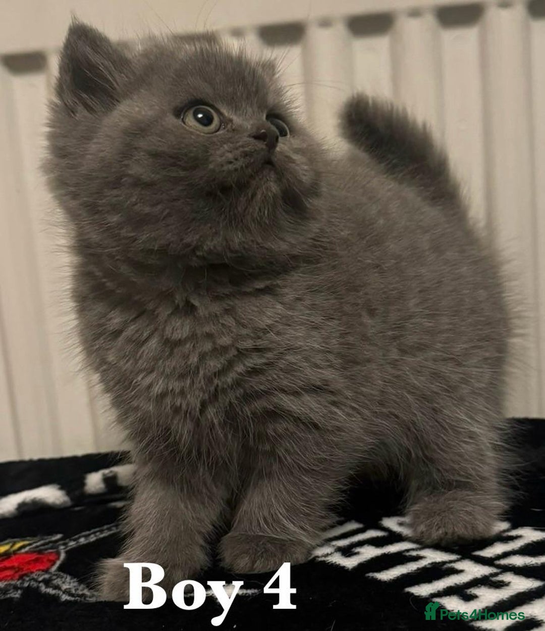 British Shorthair cats for sale: British shorthair X Persian kittens for sale ready - Advert 11