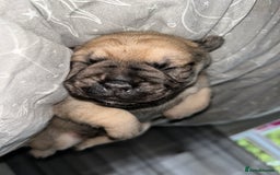 Frug dogs for sale: Beautiful F1 boy Frug - Image 3