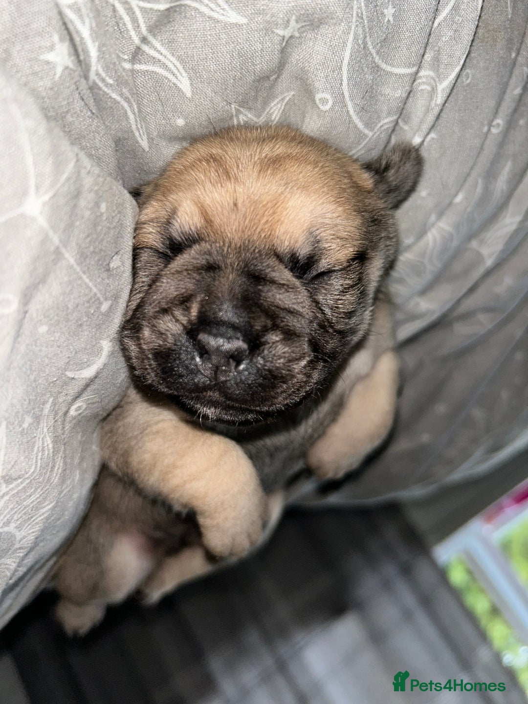 Frug dogs for sale: Beautiful F1 boy Frug - Image 3