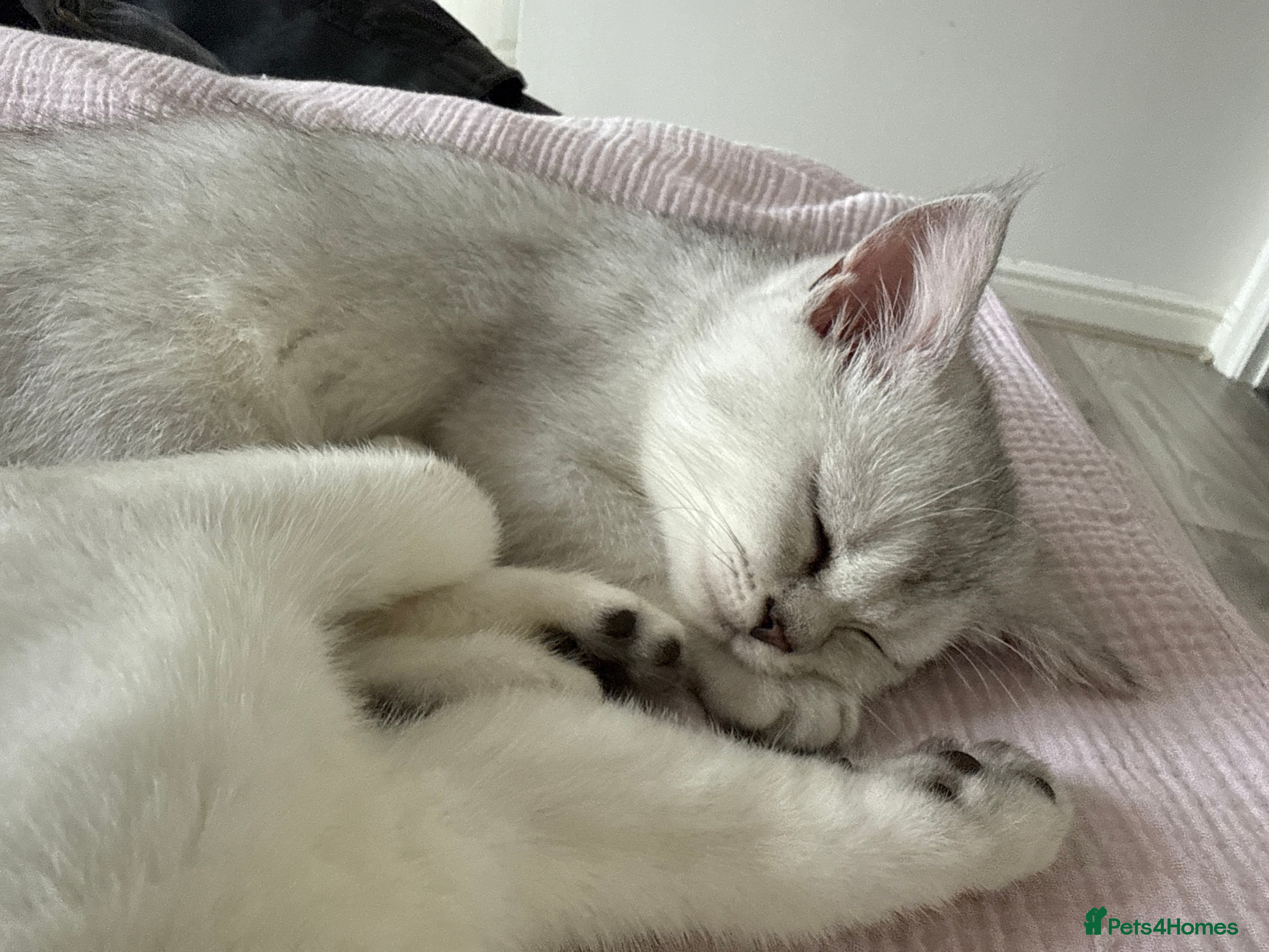 Scottish Fold cats Scottish fold TICA registered - Advert 2