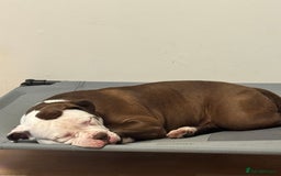 American Bull Staffy dogs for sale: American Staffordshire Terrier - Image 3