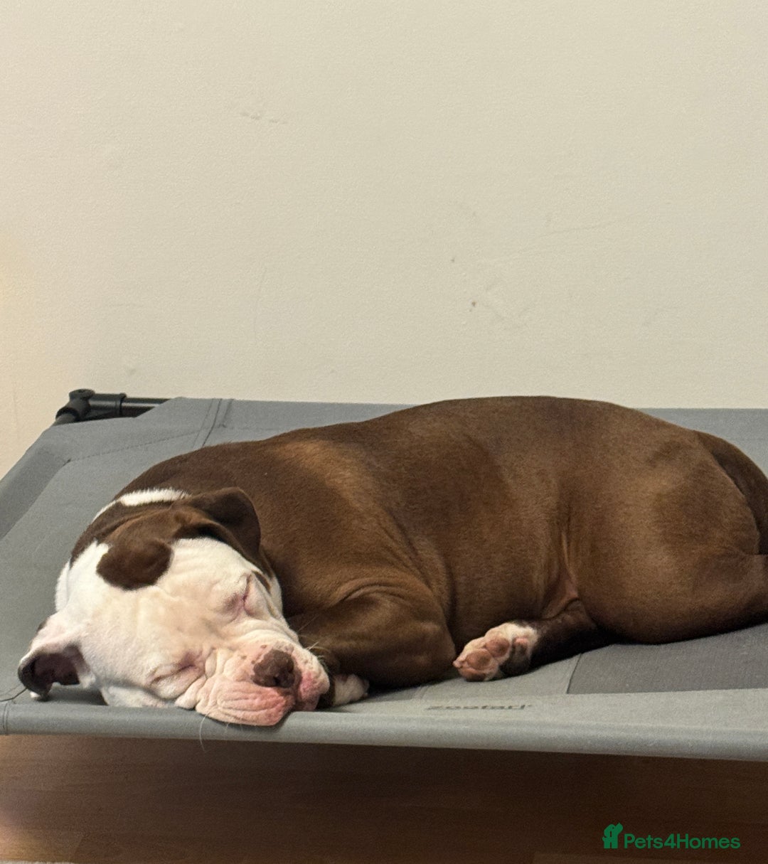 American Bull Staffy dogs for sale: American Staffordshire Terrier - Image 3