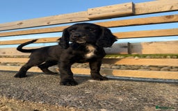 Cocker Spaniel dogs for sale: 3 Lovely female Working Cocker Spaniels for sale  - Image 4