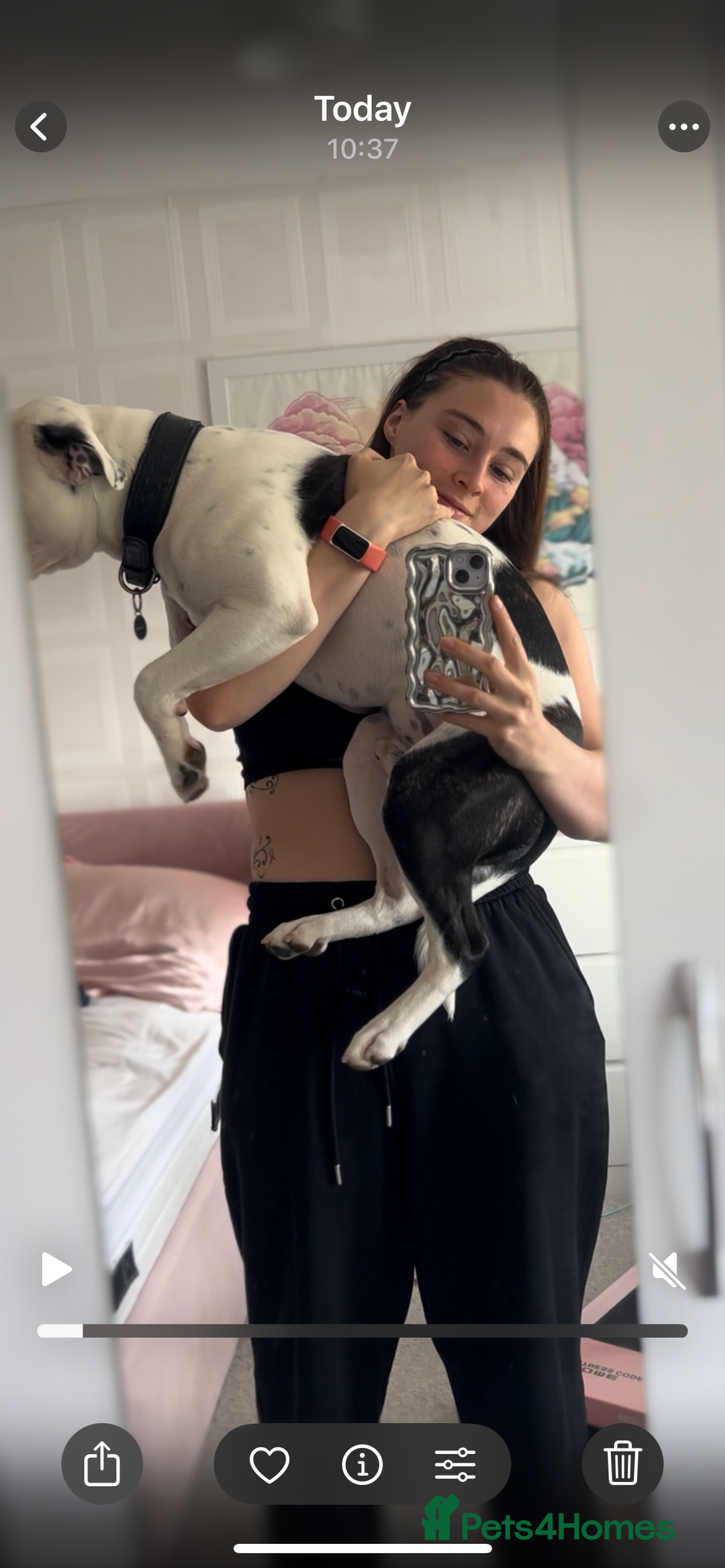 Staffordshire Bull Terrier dogs for sale: Staffie for sale - Image 2
